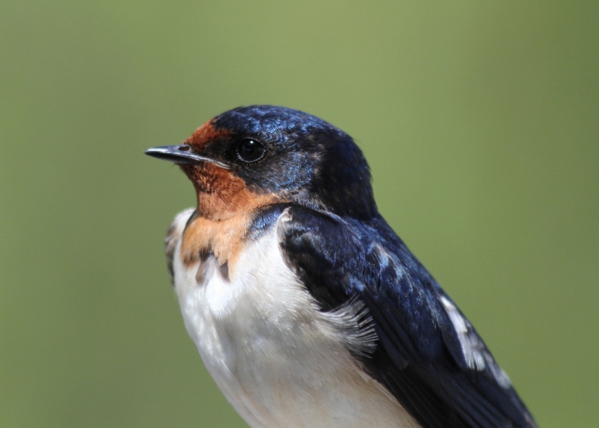Portrait of a Barn Swallow