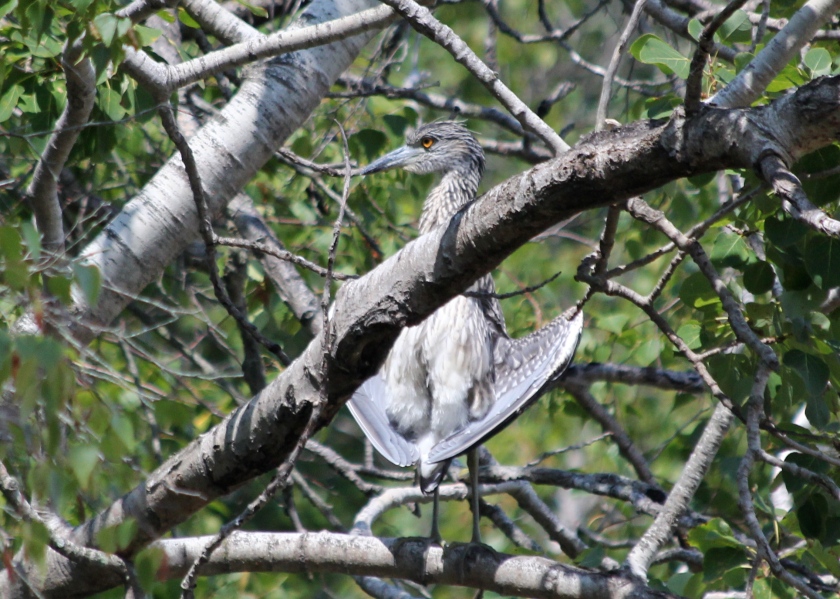 Juvenile Yellow-crowned Night Heron.  Young, but fierce.  